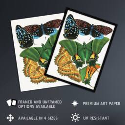 "Artery8 Vintage Vibrant Butterflies Papillon Wall Art Print Eugene Seguy - Size: W12"" x H16""" - thumbnail 2