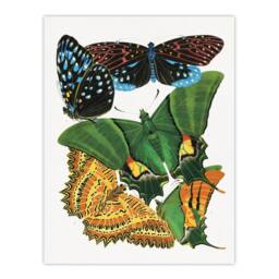 "Artery8 Vintage Vibrant Butterflies Papillon Wall Art Print Eugene Seguy - Size: W12"" x H16""" - thumbnail 1