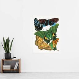 "Artery8 Vintage Vibrant Butterflies Papillon Wall Art Print Eugene Seguy - Size: W12"" x H16""" - thumbnail 4