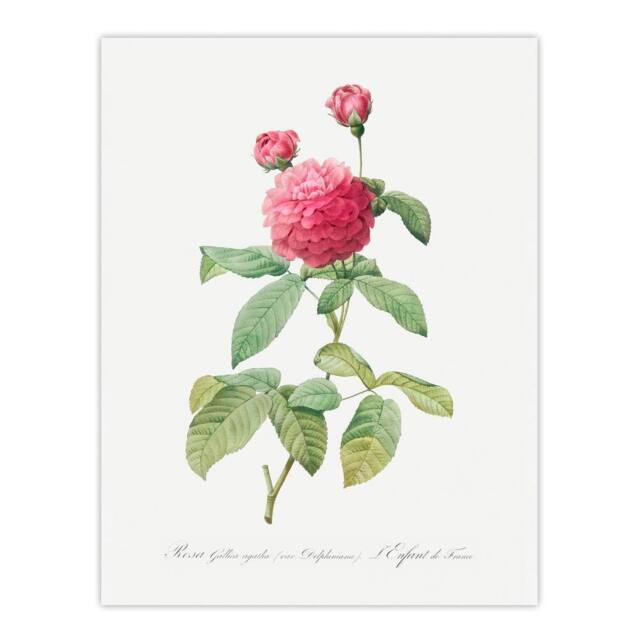 "Artery8 Agatha Rose Botanical Redoute Vintage Wall Art Print Poster in White - Size: W24"" x H32""" - image 1