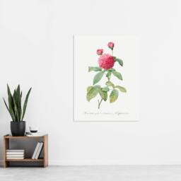 "Artery8 Agatha Rose Botanical Redoute Vintage Wall Art Print Poster in White - Size: W24"" x H32""" - thumbnail 4