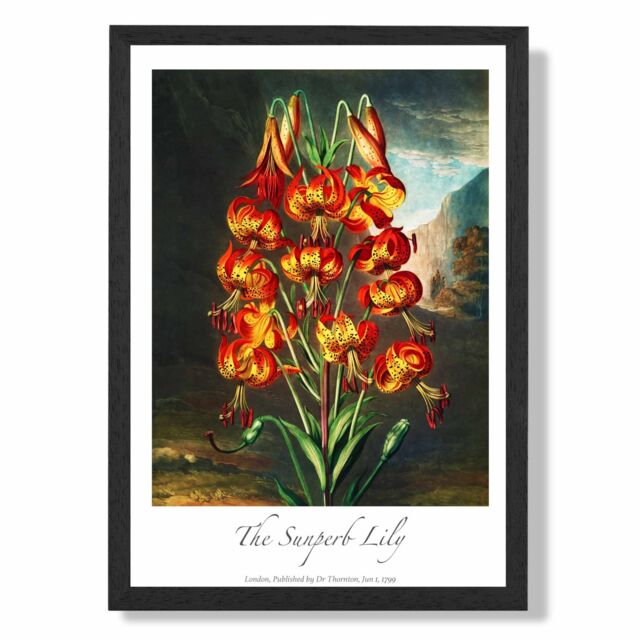 ARTZE Vintage Floral Exhibition - Lily Flower Framed Print SIZE: A3 with Black Frame in Red - Size: A4 - image 1