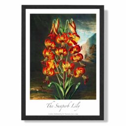 ARTZE Vintage Floral Exhibition - Lily Flower Framed Print SIZE: A3 with Black Frame in Red - Size: A4 - thumbnail 1