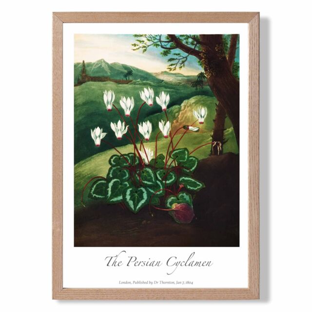 ARTZE Vintage Floral Exhibition - Cyclamen Flowers Framed Print SIZE: A4 with Oak Frame in Green - Size: A3 - image 1