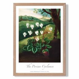 ARTZE Vintage Floral Exhibition - Cyclamen Flowers Framed Print SIZE: A4 with Oak Frame in Green - Size: A3