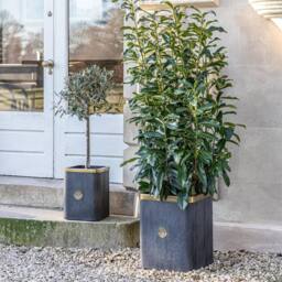 Royal Botanic Gardens Kew Kew Outdoor Antique Lead Richmond Plant Pot Set of 2 in Grey - thumbnail 4