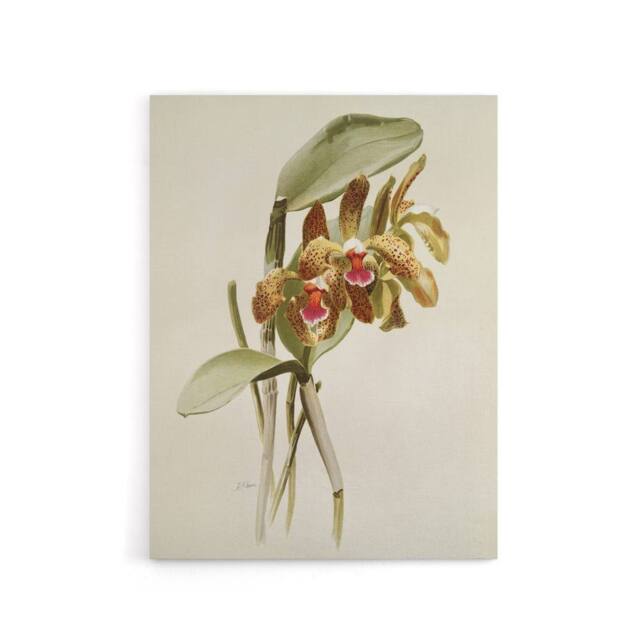 "Artery8 F Sander Cattleya Granulosa Var Schofieldiana Orchid Canvas Art Print in White - Size: W12"" x H16""" - image 1