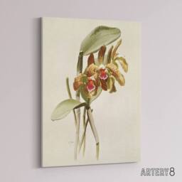 "Artery8 F Sander Cattleya Granulosa Var Schofieldiana Orchid Canvas Art Print in White - Size: W12"" x H16""" - thumbnail 2