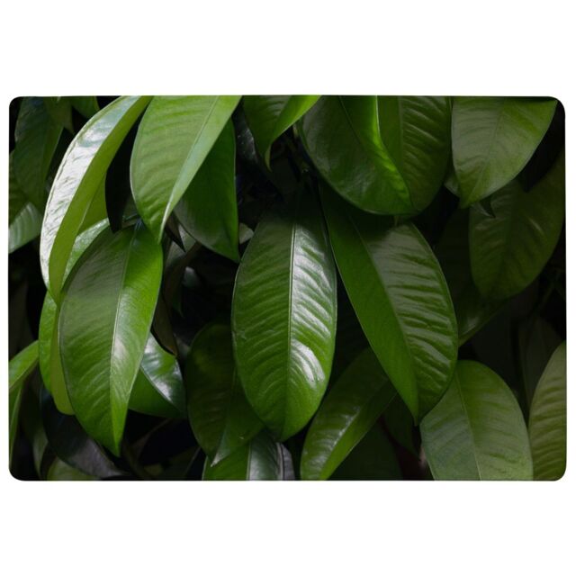 Benjamin Tate Design Closeup Of Beautiful Glossy Green Leaves Designer Rug in Natural - Size: Large - image 1