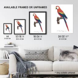 "Artery8 Scarlet Macaw Parrot Francois Levaillant Wall Art Poster Print in White - Size: W18"" x H24""" - thumbnail 3