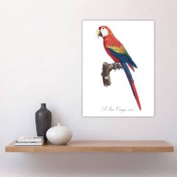 "Artery8 Scarlet Macaw Parrot Francois Levaillant Wall Art Poster Print in White - Size: W18"" x H24""" - thumbnail 4