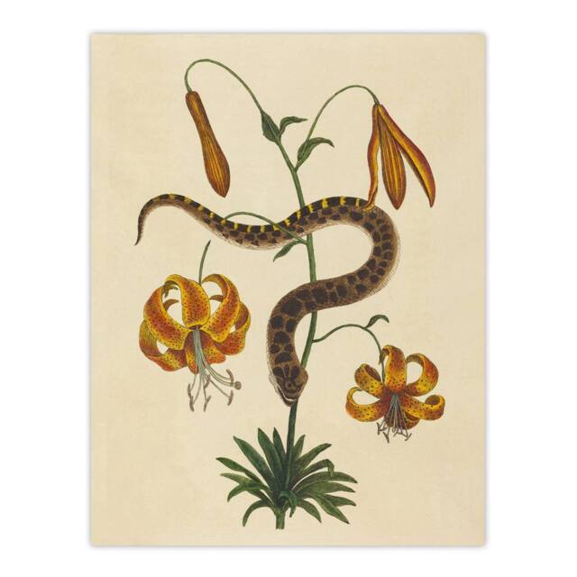 "Artery8 Hog Nose Snake & Tiger Lily Mark Catesby Wall Art Poster Print in Beige - Size: W12"" x H16""" - image 1