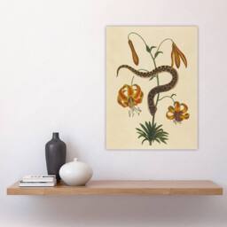 "Artery8 Hog Nose Snake & Tiger Lily Mark Catesby Wall Art Poster Print in Beige - Size: W12"" x H16""" - thumbnail 4