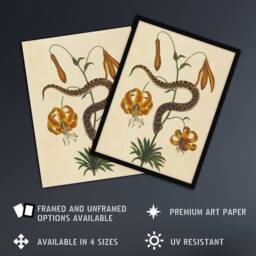 "Artery8 Hog Nose Snake & Tiger Lily Mark Catesby Wall Art Poster Print in Beige - Size: W12"" x H16""" - thumbnail 2