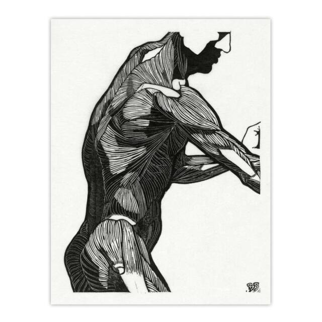 "Artery8 Anatomical study of mans lateral muscles Stolk Wall Art Poster Print in White - Size: W24"" x H32""" - image 1