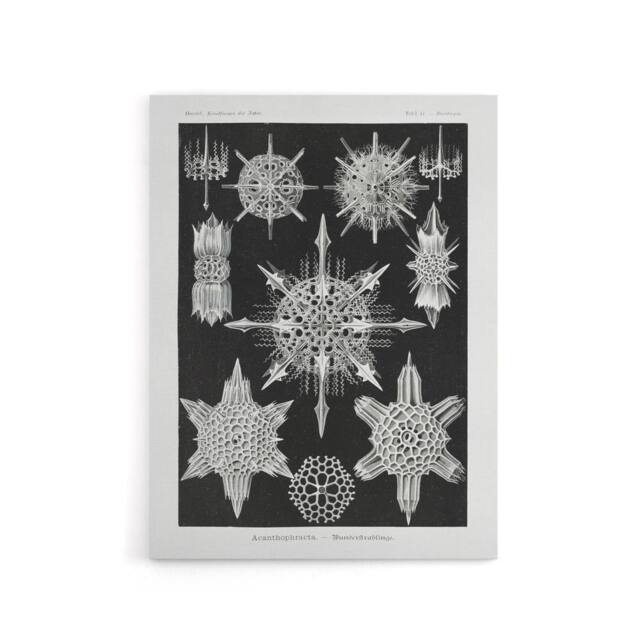 "Artery8 Marine sea ocean Life in B&W Haeckel Canvas Wall Art in Black - Size: W18"" x H24""" - image 1