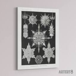 "Artery8 Marine sea ocean Life in B&W Haeckel Canvas Wall Art in Black - Size: W18"" x H24""" - thumbnail 2
