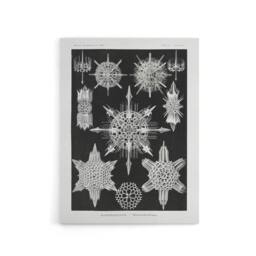 "Artery8 Marine sea ocean Life in B&W Haeckel Canvas Wall Art in Black - Size: W18"" x H24""" - thumbnail 1