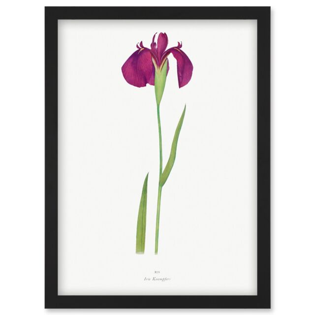 Artery8 Japan Water Iris Flower Floral Stem Illustration on White Artwork Framed Wall Art Print A4 in Black - image 1