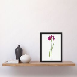 Artery8 Japan Water Iris Flower Floral Stem Illustration on White Artwork Framed Wall Art Print A4 in Black - thumbnail 2