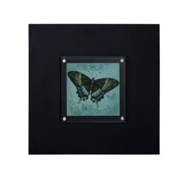 Orsina Butterfly 2 Framed Wall Art Home Wall Décor in Black - thumbnail 2
