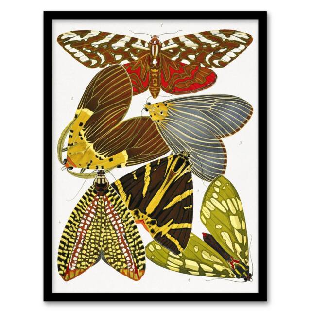 Artery8 Butterfly Illustration Vintage Framed Wall Art Print Eugene Seguy - Size: A4 - image 1