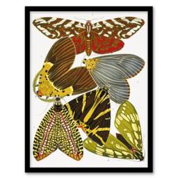 Artery8 Butterfly Illustration Vintage Framed Wall Art Print Eugene Seguy - Size: A4 - thumbnail 1
