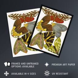 Artery8 Butterfly Illustration Vintage Framed Wall Art Print Eugene Seguy - Size: A4 - thumbnail 2