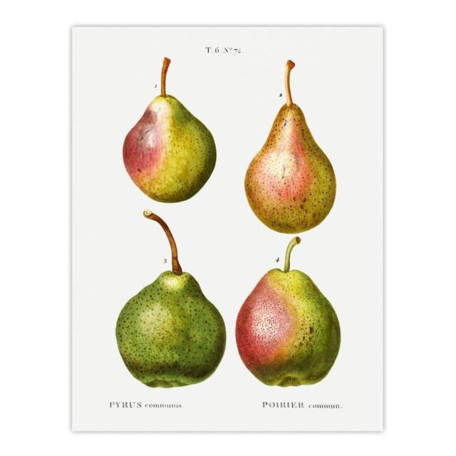 "Artery8 Pear Fruit Illustration Redoute Vintage Wall Art Print Poster in White - Size: W12"" x H16""" - image 1