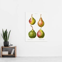 "Artery8 Pear Fruit Illustration Redoute Vintage Wall Art Print Poster in White - Size: W12"" x H16""" - thumbnail 4