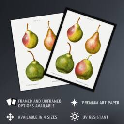 "Artery8 Pear Fruit Illustration Redoute Vintage Wall Art Print Poster in White - Size: W12"" x H16""" - thumbnail 2