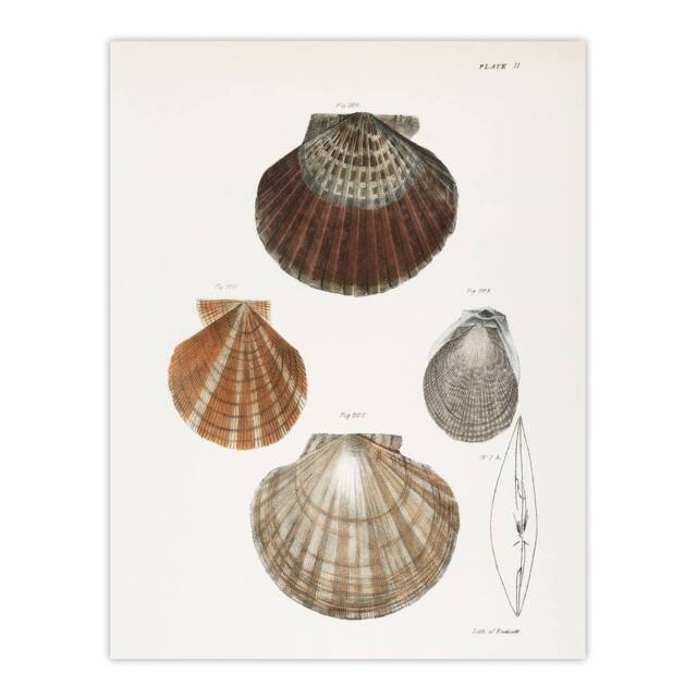 "Artery8 James Ellsworth De Kay Scallop Seashells Study Wall Art Print in White - Size: W12"" x H16""" - image 1