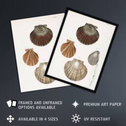 "Artery8 James Ellsworth De Kay Scallop Seashells Study Wall Art Print in White - Size: W12"" x H16""" - thumbnail 2
