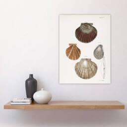 "Artery8 James Ellsworth De Kay Scallop Seashells Study Wall Art Print in White - Size: W12"" x H16""" - thumbnail 4