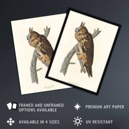 Artery8 Birds Of America Long Eared Owl Audubon Nature Framed Wall Art Print in White - Size: A4 - thumbnail 2