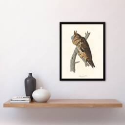 Artery8 Birds Of America Long Eared Owl Audubon Nature Framed Wall Art Print in White - Size: A4 - thumbnail 4