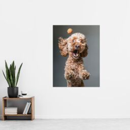 "Artery8 Wall Art Print Funny Cockapoo Dog Lover Treat Catch Photo Poster in Grey - Size: W12"" x H16""" - thumbnail 4