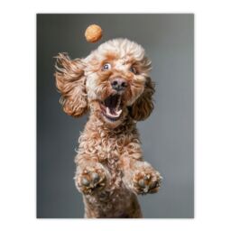"Artery8 Wall Art Print Funny Cockapoo Dog Lover Treat Catch Photo Poster in Grey - Size: W12"" x H16""" - thumbnail 1