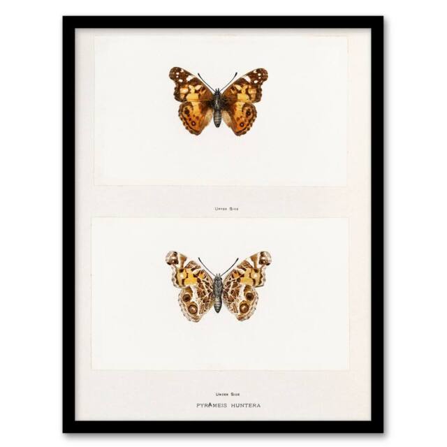 Artery8 Denton Framed Wall Art Brazilian Lady Vintage Butterfly Illustration in White - Size: A4 - image 1