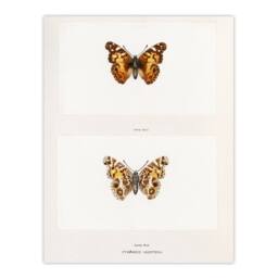 Artery8 Denton Framed Wall Art Brazilian Lady Vintage Butterfly Illustration in White - Size: A4 - thumbnail 3
