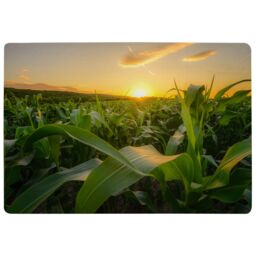 Benjamin Tate Design Field At Sunset Designer Rug Designer Rug in Natural - Size: Large - thumbnail 1