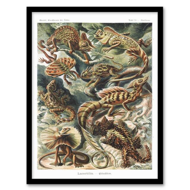 Artery8 Ernst Haeckel Framed Wall Art Print Lacertilia Reptile Lizard Species - Size: A4 - image 1