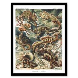 Artery8 Ernst Haeckel Framed Wall Art Print Lacertilia Reptile Lizard Species - Size: A4 - thumbnail 1