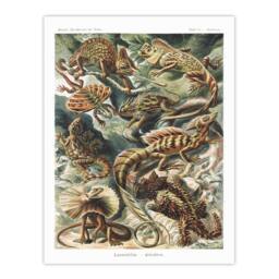 Artery8 Ernst Haeckel Framed Wall Art Print Lacertilia Reptile Lizard Species - Size: A4 - thumbnail 3