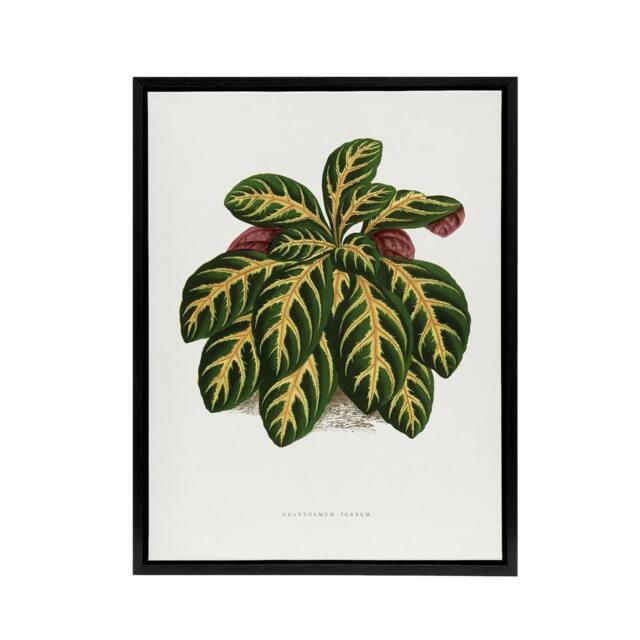"Artery8 Lydon & Fawcett Eranthemum Igneum Golden Vein Plant Framed Canvas Art in White - Size: W12"" x H16""" - image 1