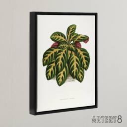 "Artery8 Lydon & Fawcett Eranthemum Igneum Golden Vein Plant Framed Canvas Art in White - Size: W12"" x H16""" - thumbnail 2