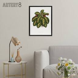 "Artery8 Lydon & Fawcett Eranthemum Igneum Golden Vein Plant Framed Canvas Art in White - Size: W12"" x H16""" - thumbnail 3