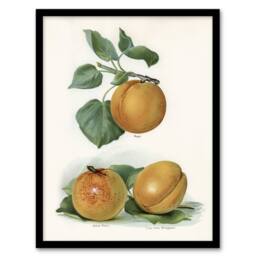 Artery8 Vintage Fruit Illustration of Apricots Wright Framed Wall Art Print in White - Size: A4 - thumbnail 1