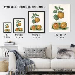 Artery8 Vintage Fruit Illustration of Apricots Wright Framed Wall Art Print in White - Size: A4 - thumbnail 3