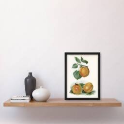 Artery8 Vintage Fruit Illustration of Apricots Wright Framed Wall Art Print in White - Size: A4 - thumbnail 4